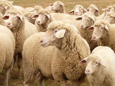 Object%20lesson%20-%20NT%20Parable%20of%20the%20lost%20sheep%20-%20Guiding%20the%20flock-25ffb744 Object lesson - NT: Parable of the lost sheep - Guiding the flock