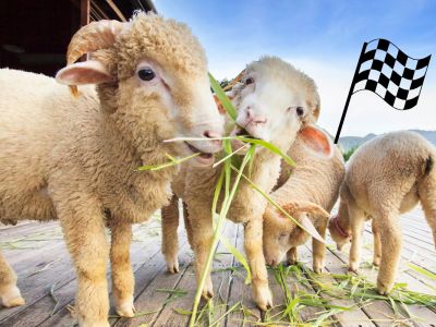 Game%20-%20OT%20Psalm%2023%20-%20The%20feed%20the%20sheep%20relay%20race-2e2cf045 Game - OT: Psalm 23 - The 'feed the sheep' relay race