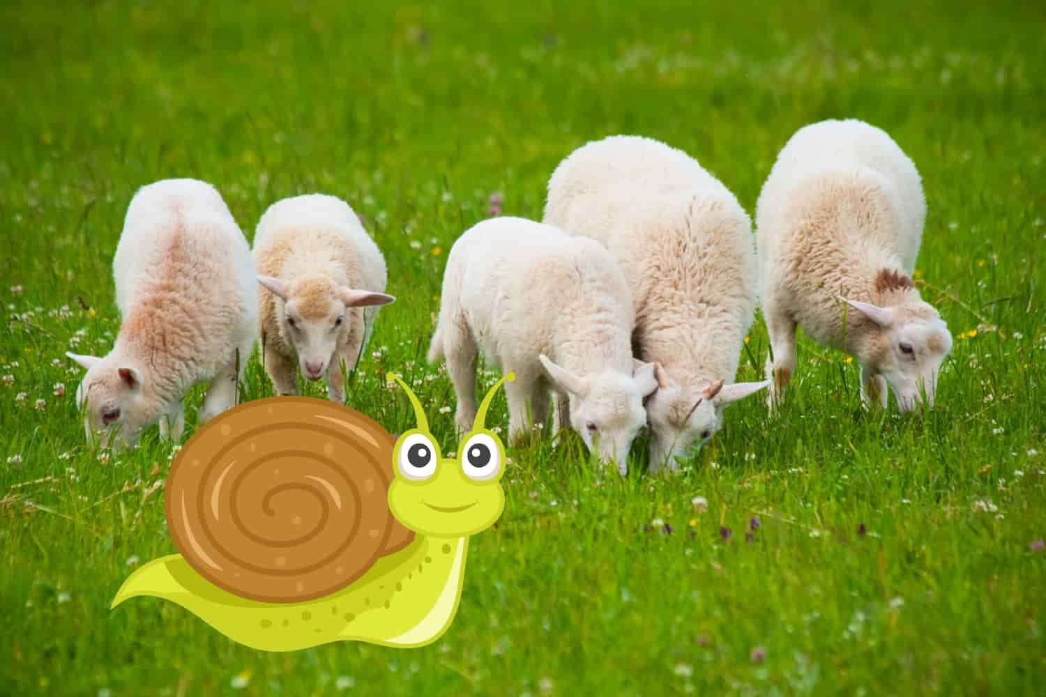 Object%20lesson%20-%20OT%20Psalm%2023%20-%20The%20Psalm%2023%20experience%20with%20snails-43e23d81 Sheep / shepherd