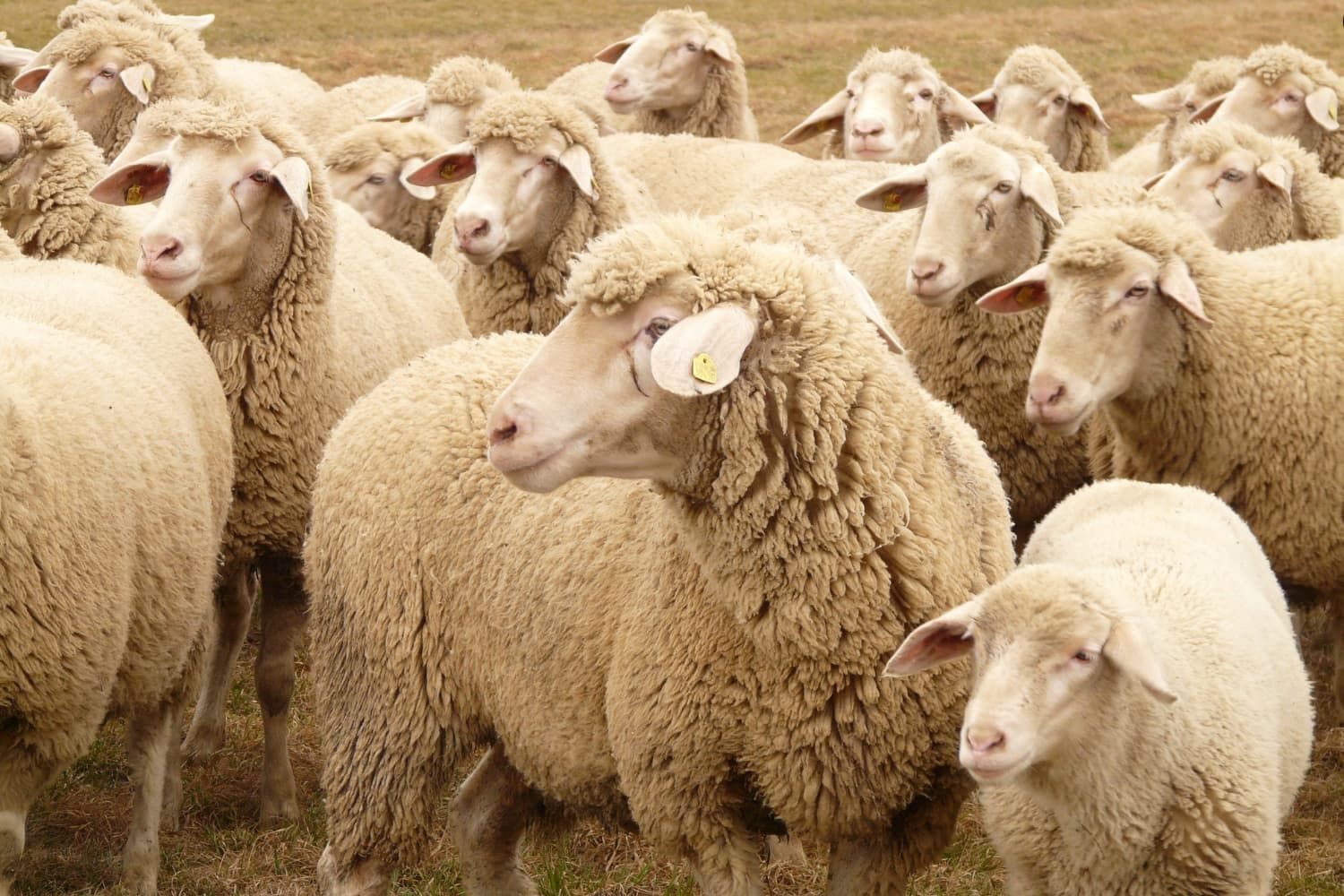 Object%20lesson%20-%20NT%20Parable%20of%20the%20lost%20sheep%20-%20Guiding%20the%20flock-9a262082 Luke