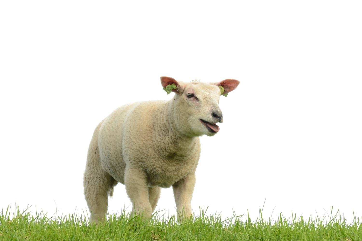 69-c94769e7 Sheep / shepherd